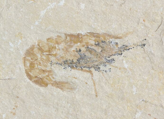 Cretaceous Fossil Shrimp - Lebanon #52732